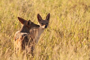 Black backed jackal 
