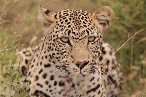 We saw this leopard about 3 km from the Timbavati picnic site