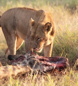 Facing the true brutality of survival is a humbling experience