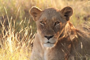 'Dik gevreet'  That drowsiness after a big Sunday lunch