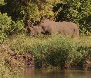 White Rhino Disaster in progress with increasing poaching